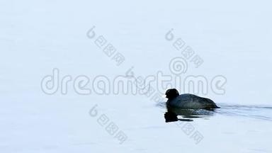 鸭黑鸟野生漂浮在水中的湖泊自然芦苇条件